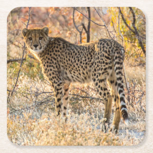 チーターが周りを見る スクエアペーパーコースター