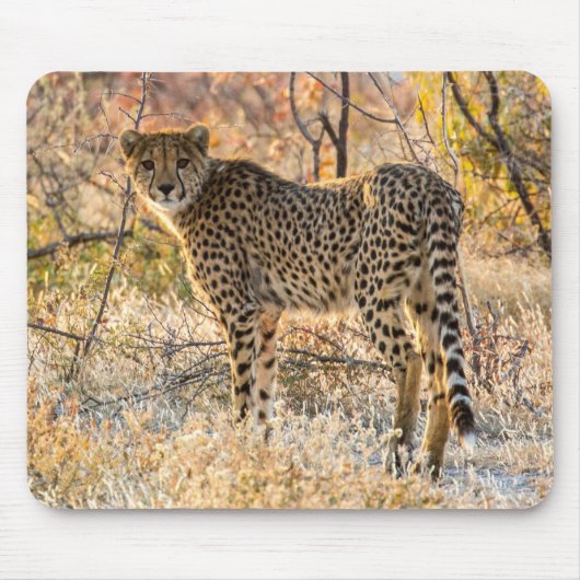 チーターが周囲を見回す マウスパッド (正面)