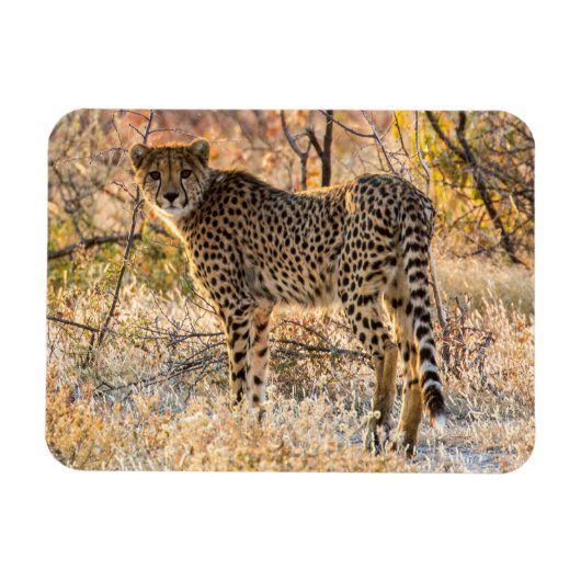 チーターが周囲を見回す マグネット (横)