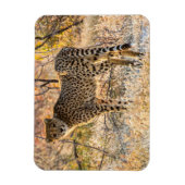 チーターが周囲を見回す マグネット (縦)