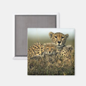 チーターとカブ マグネット (正面/裏面)