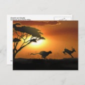 チーターとガゼルのポストカード ポストカード (正面/裏面)