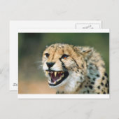 チーターのうなり声 ポストカード (正面/裏面)
