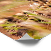 チーターのポスター ポスター (角)