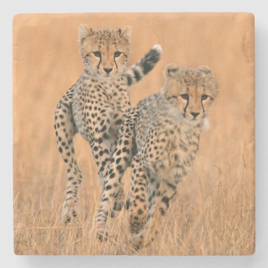 チーターの子供たち (Acinonyx Jubatus) 走る ストーンコースター (正面)