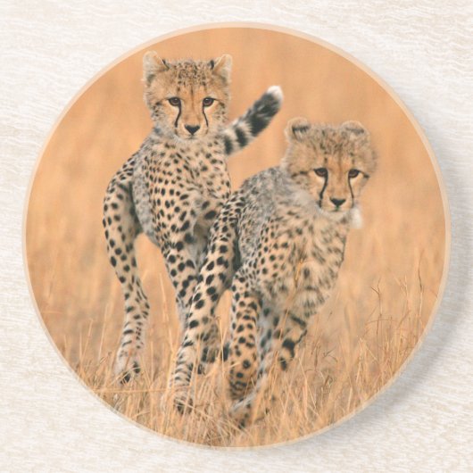 チーターの子供 (Acinonyx Jubatus) の走り コースター (正面)