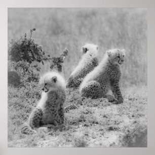 チーターの子 ポスター