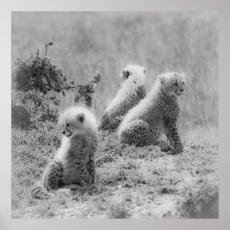 チーターの子 ポスター
