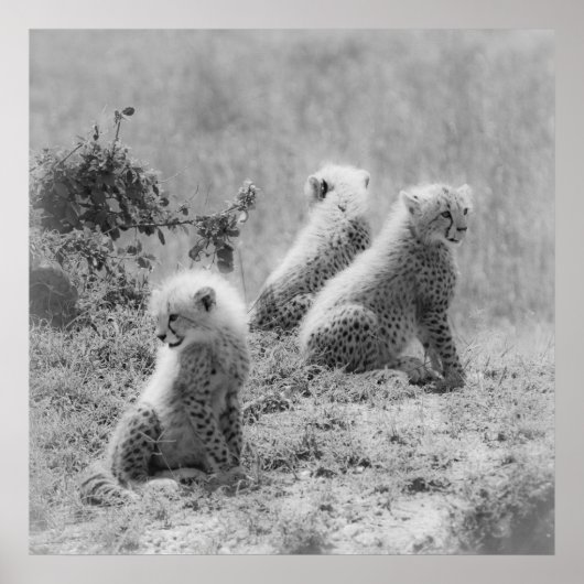 チーターの子 ポスター (正面)