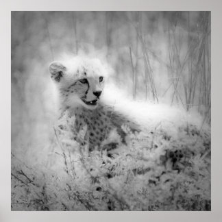 チーターの子 ポスター