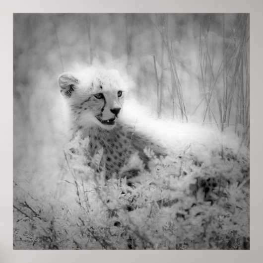 チーターの子 ポスター (正面)