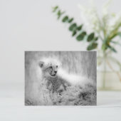 チーターの子 ポストカード (スタンド正面)