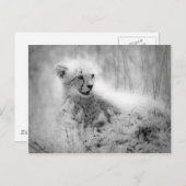 チーターの子 ポストカード (正面/裏面)