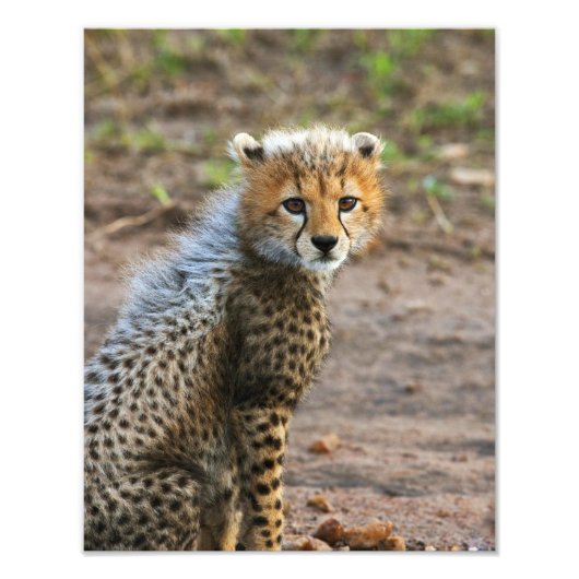 チーターの子(Acinonyx Jubatus) フォトプリント (正面)