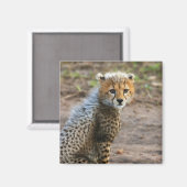 チーターの子（Acinonyx Jubatus) マグネット (正面/裏面)