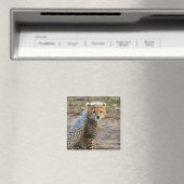 チーターの子（Acinonyx Jubatus) マグネット (インサイチュ (食洗機))