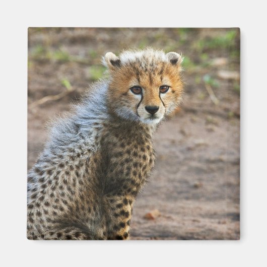 チーターの子（Acinonyx Jubatus) マグネット (正面)