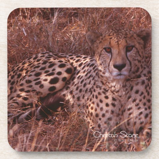 チーターの視線 コースター (正面)