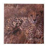 チーターの視線 タイル (正面)