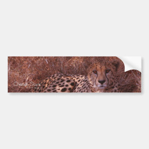 チーターの視線 バンパーステッカー