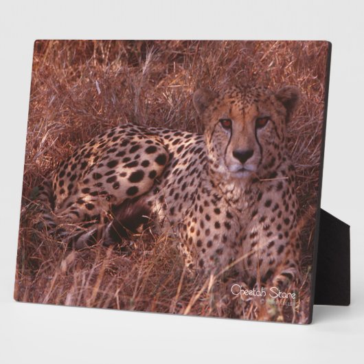 チーターの視線 フォトプラーク (側面)
