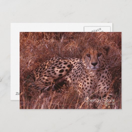 チーターの視線 ポストカード (正面/裏面)