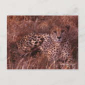 チーターの視線 ポストカード (正面)