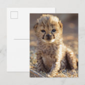 チーターの雄の子猫、生後19日 ポストカード (正面/裏面)