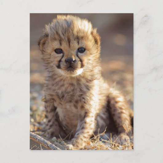 チーターの雄の子猫、生後19日 ポストカード (正面)