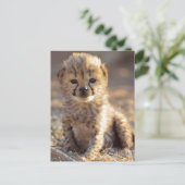 チーターの雄の子猫、生後19日 ポストカード (スタンド正面)