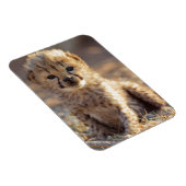 チーターの雄の子猫　生後19日 マグネット (右側)