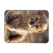チーターの雄の子猫　生後19日 マグネット (横)