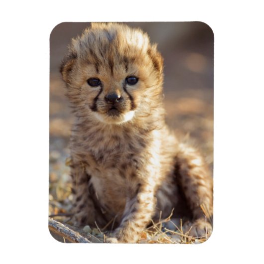 チーターの雄の子猫　生後19日 マグネット (縦)