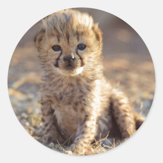 チーターの雄の子猫 生後19日 ラウンドシール (正面)