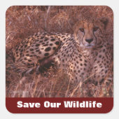 チーターは私たちの救野生動物を見る スクエアシール (正面)