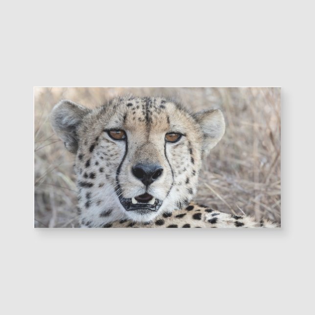 チーターポートレート (正面)