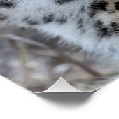 チーターポートレート ポスター (コーナー)