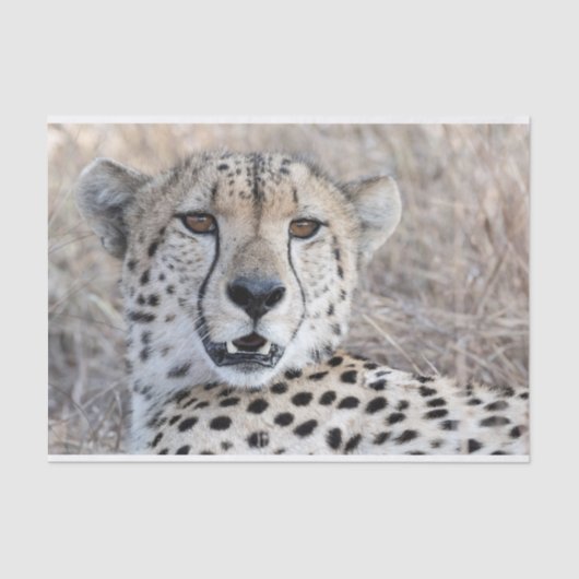 チーターポートレート 薄葉紙 (正面)