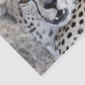 チーターポートレート 薄葉紙 (詳細)
