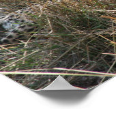 チーター伸展 ポスター (角)