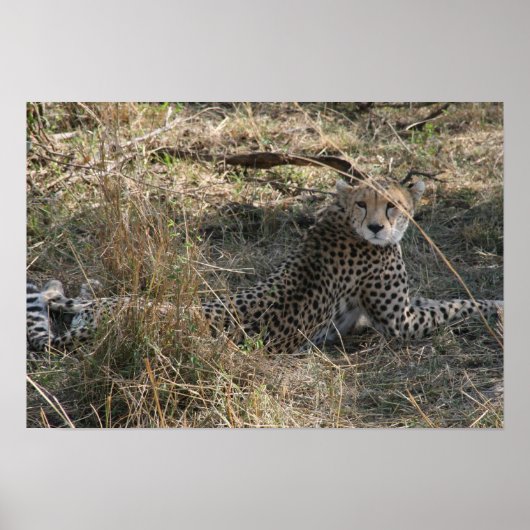 チーター伸展 ポスター (正面)