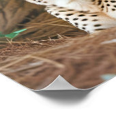 チーター動物自然野生動物の気に愛情 ポスター (角)