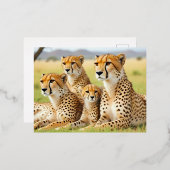 チーター動物自然野生動物の気に愛情 箔シーズンポストカード (正面/裏面)