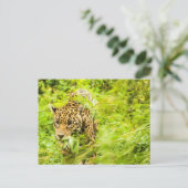 チーター動物 ポストカード (スタンド正面)