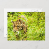 チーター動物 ポストカード (正面/裏面)