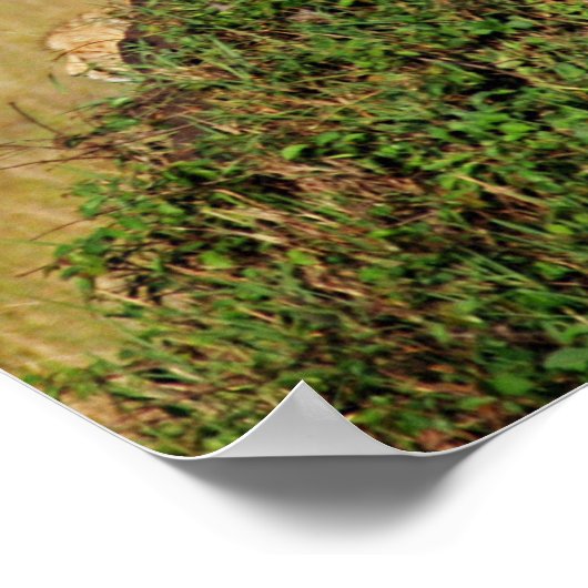 チーター座る ポスター (角)