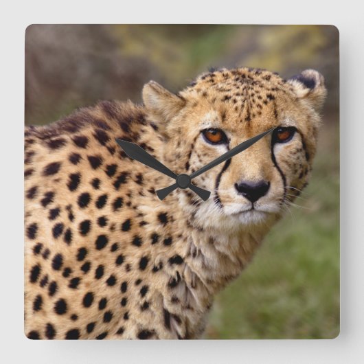 チーター時計 スクエア壁時計 (正面)