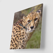 チーター時計 スクエア壁時計 (傾斜)