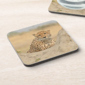 チーター注視コースター コースター (左側)