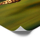 チーター狩りヒースプレイ ポスター (角)